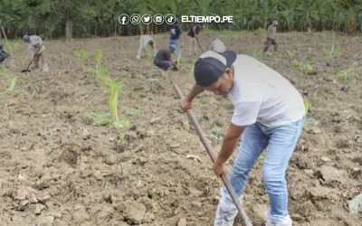 Instalan parcelas experimentales para combatir hongo que amenaza banano
