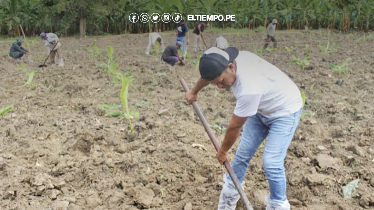 cultivos en Piura