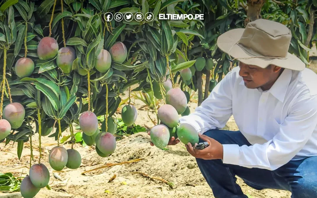 Piura se consolida como la segunda región exportadora de productos orgánicos