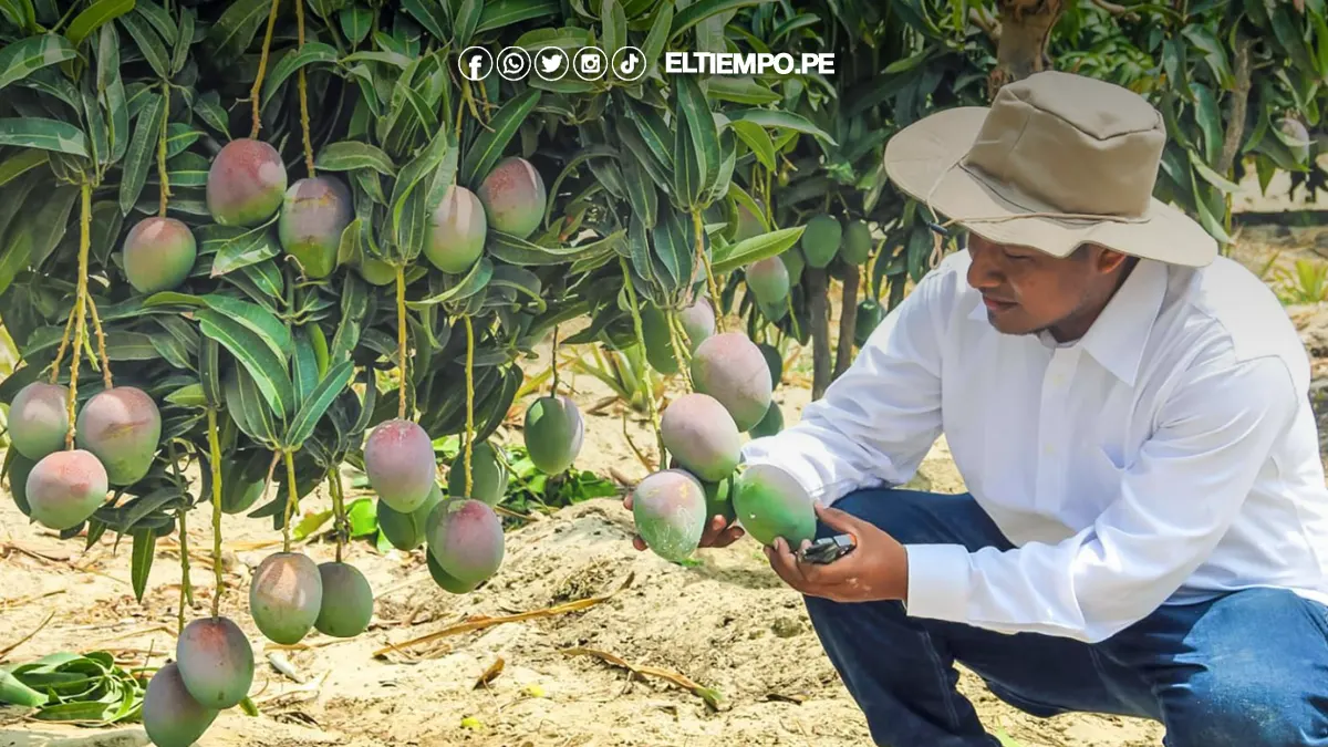 exportaciones de productos orgánicos de Piura