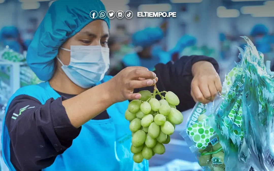Uva piurana ingresará al mercado de Israel
