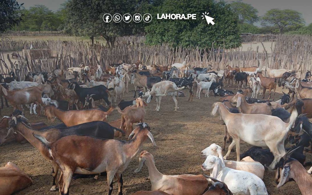 Piura se prepara para el V Congreso de Ganadería Caprina