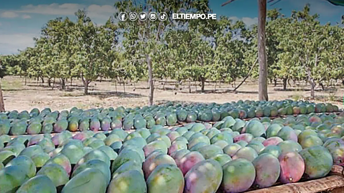 frutales de Piura frutales de Piura