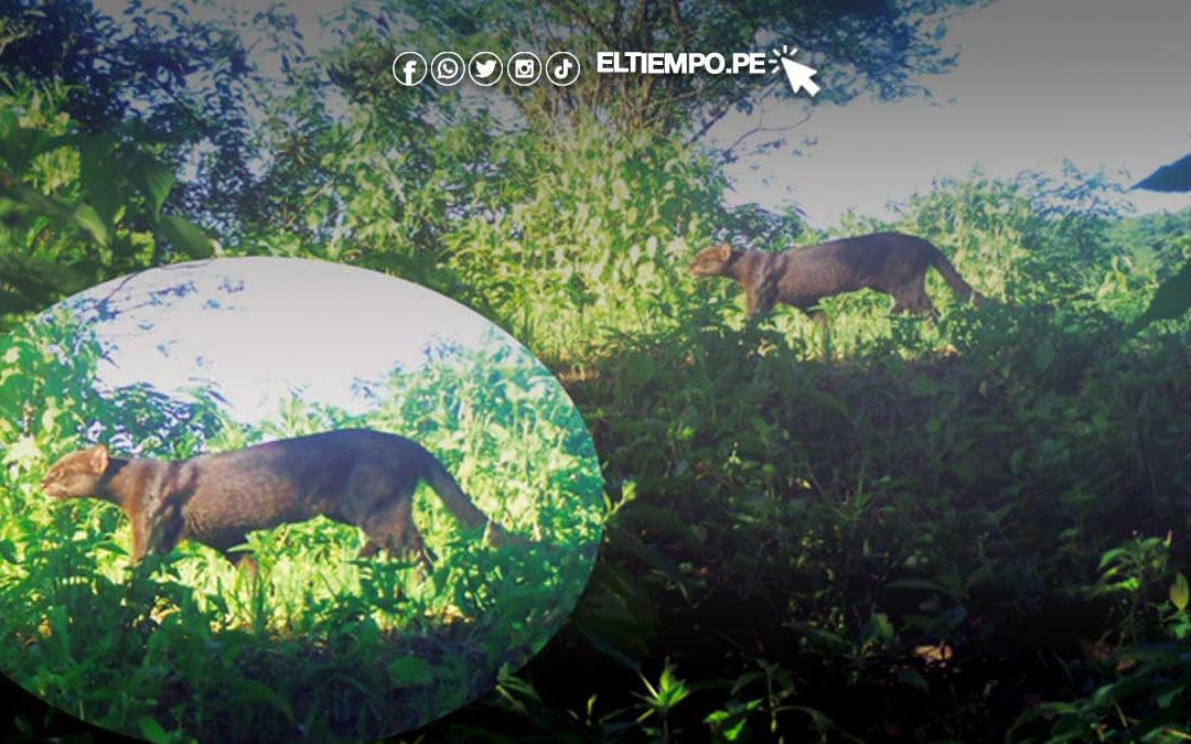 Confirman el primer registro del jaguarundi en el Coto de Caza El Angolo