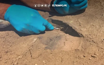 ¡Sorprendente! Nuevo estudio confirma que el cacao se domesticó en Perú hace más de 6,100 años