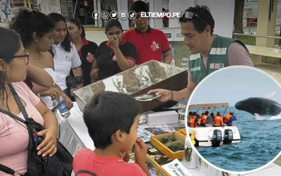 Piura: Autoridades piden respetar la fauna marina durante temporada de avistamiento de ballenas