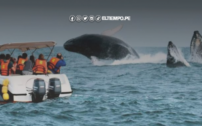 Avistamiento de ballenas 2025: Piura proyecta recibir 30,000 turistas