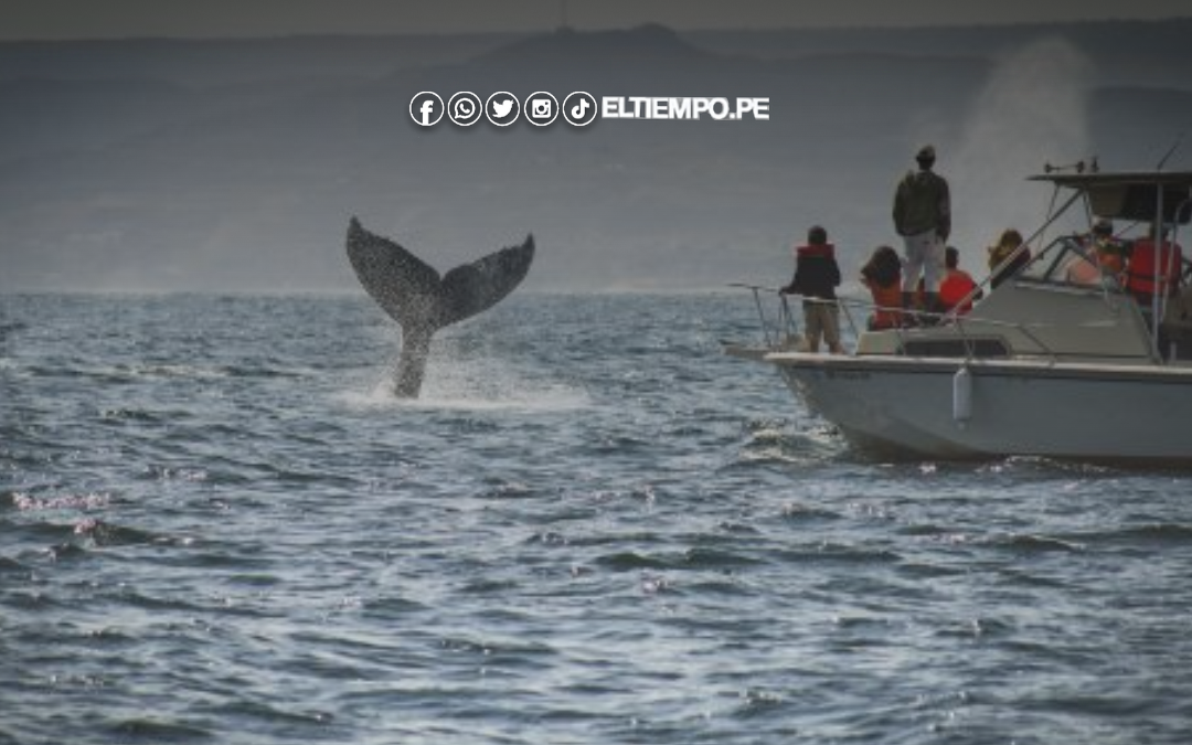 Los Órganos podría ser reconocida como Capital del Avistamiento de Ballenas en Perú