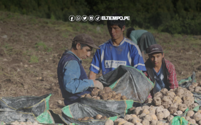 Piura: 85 de cada 100 trabajadores agrícolas son informales