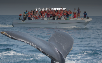 Avistamiento de ballenas en Piura: Autoridades exhortan a respetar la fauna marina en esta temporada