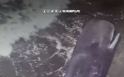 [VIDEO] Ballenas aparecen varadas en Japón tras fuerte sismo de magnitud 8.8 en Rusia