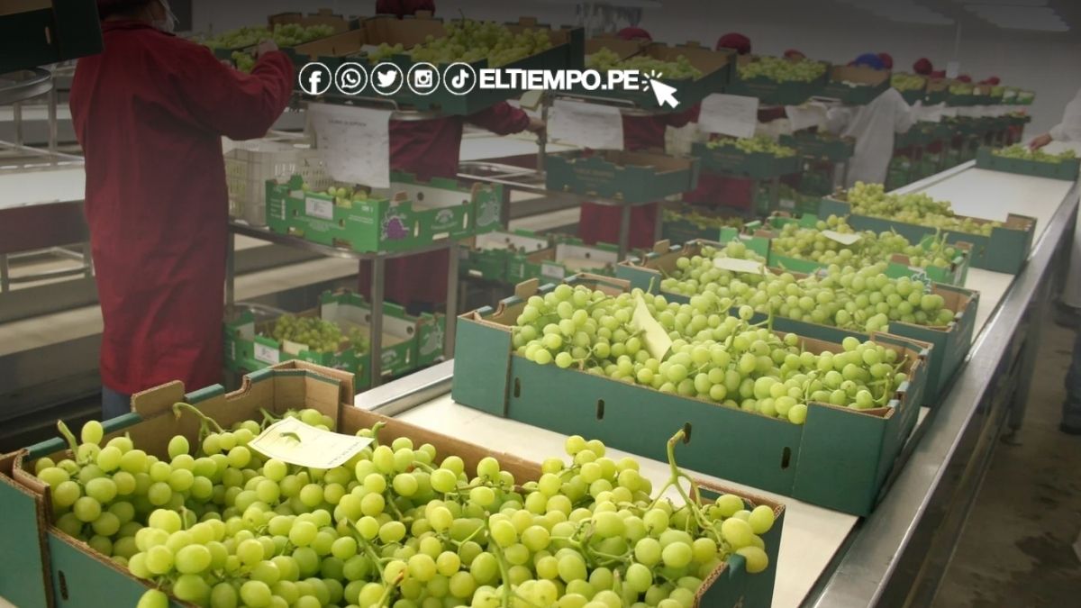Exportaciones de frutas peruanas superan los US$2.300 millones gracias a alta demanda de uvas, paltas y mangos Exportaciones de frutas peruanas superan los US$2.300 millones gracias a alta demanda de uvas, paltas y mangos