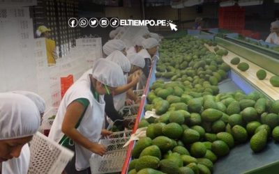 Agroexportaciones peruanas superan los US$ 4,500 millones: Piura, Ica y Amazonas lideran el crecimiento en 2024