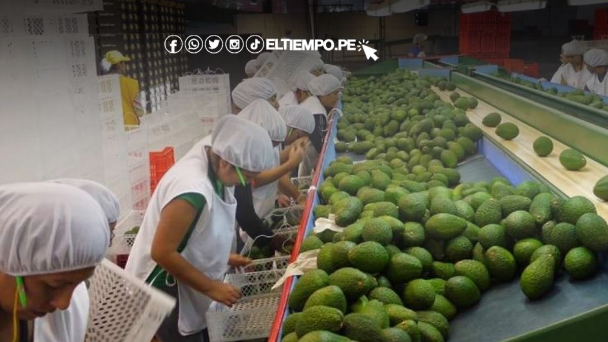 Agroexportaciones peruanas superan los US$ 4,500 millones: Piura, Ica y Amazonas lideran el crecimiento en 2024