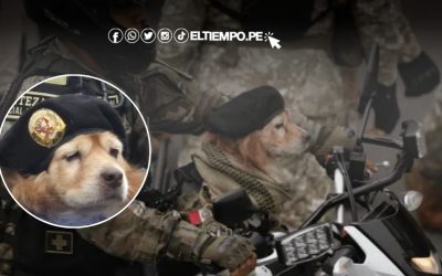 ¡Adiós, Chato! Perrito paracaidista de la PNP participa por última vez en Desfile Militar tras años servicio