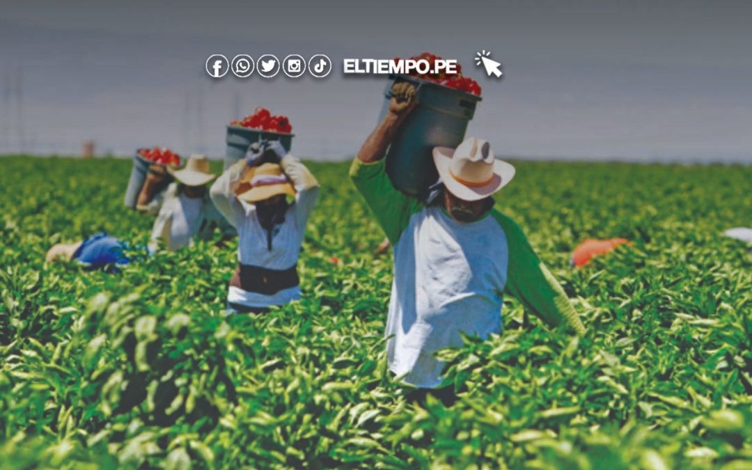 Más de 76 mil pequeños productores agropecuarios han sido beneficiados con 82 mil créditos
