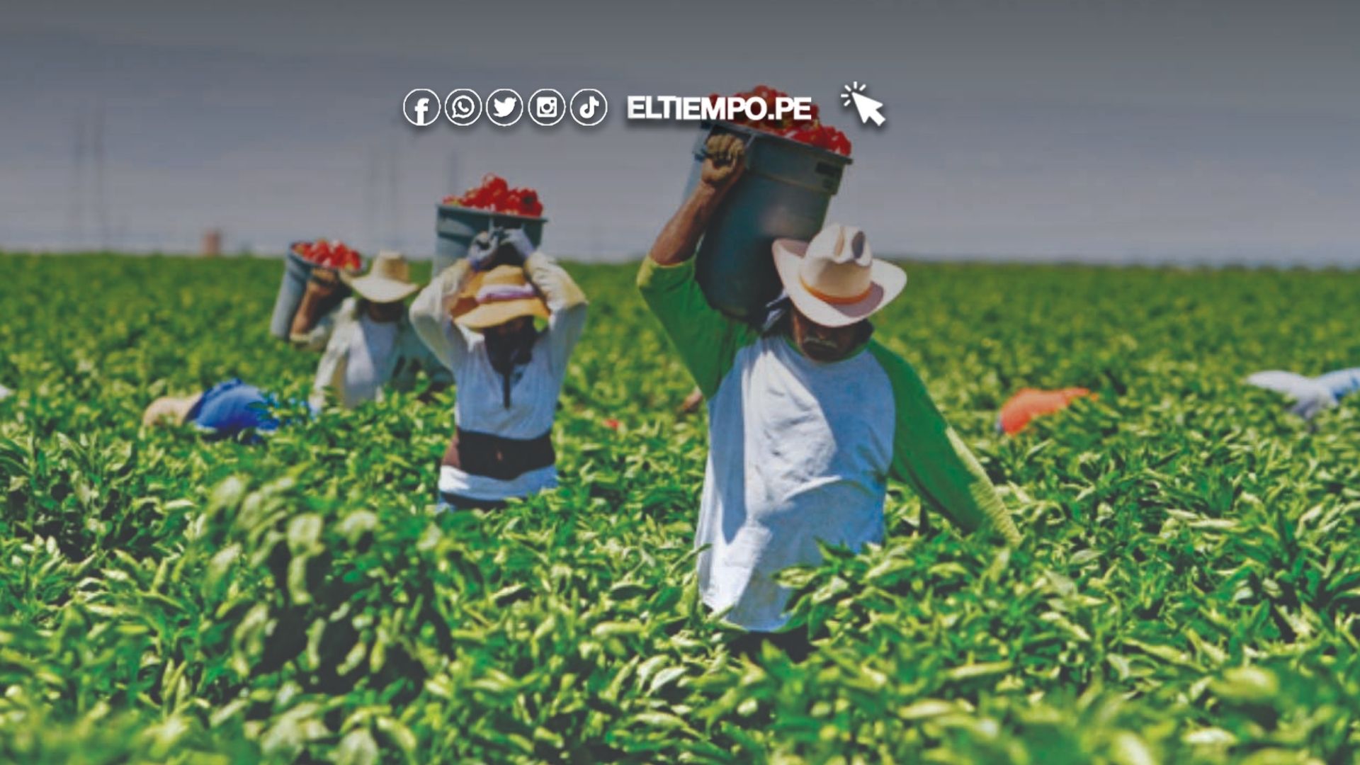 productores agropecuarios
