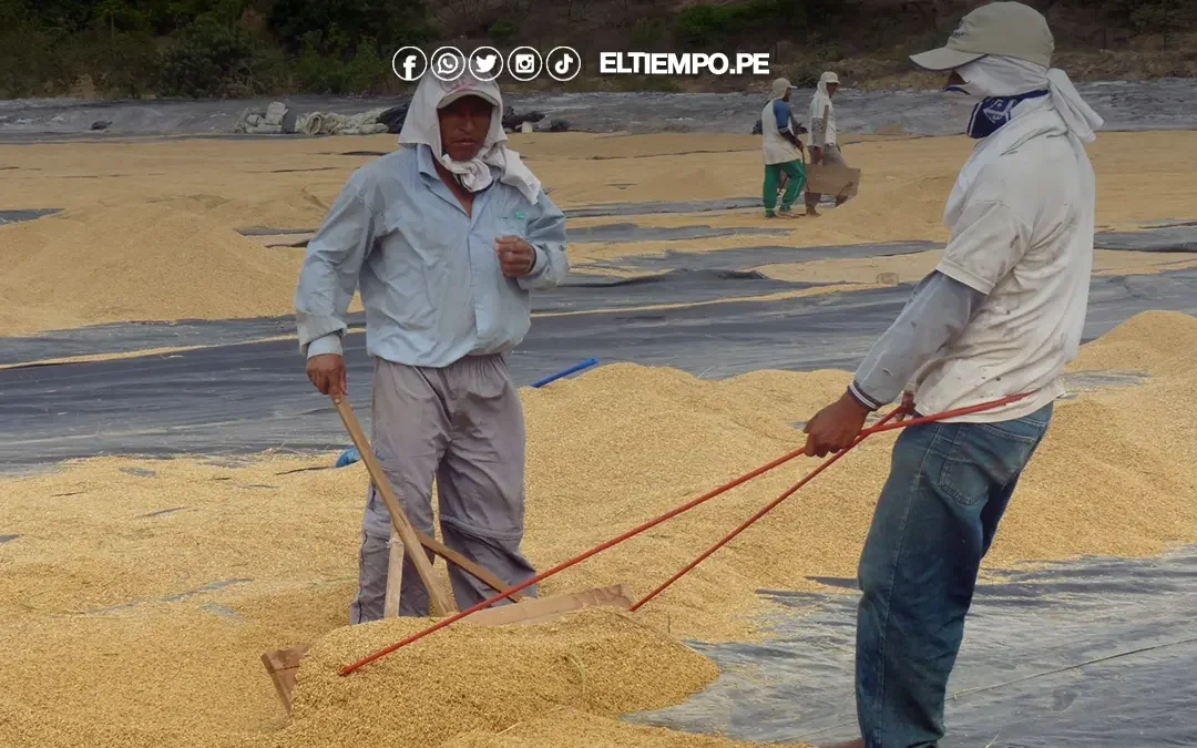 Productores piuranos reclaman por bajo precio de arroz