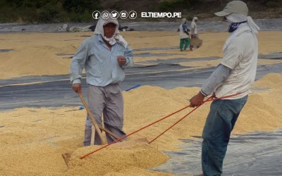 Productores piuranos reclaman por bajo precio de arroz
