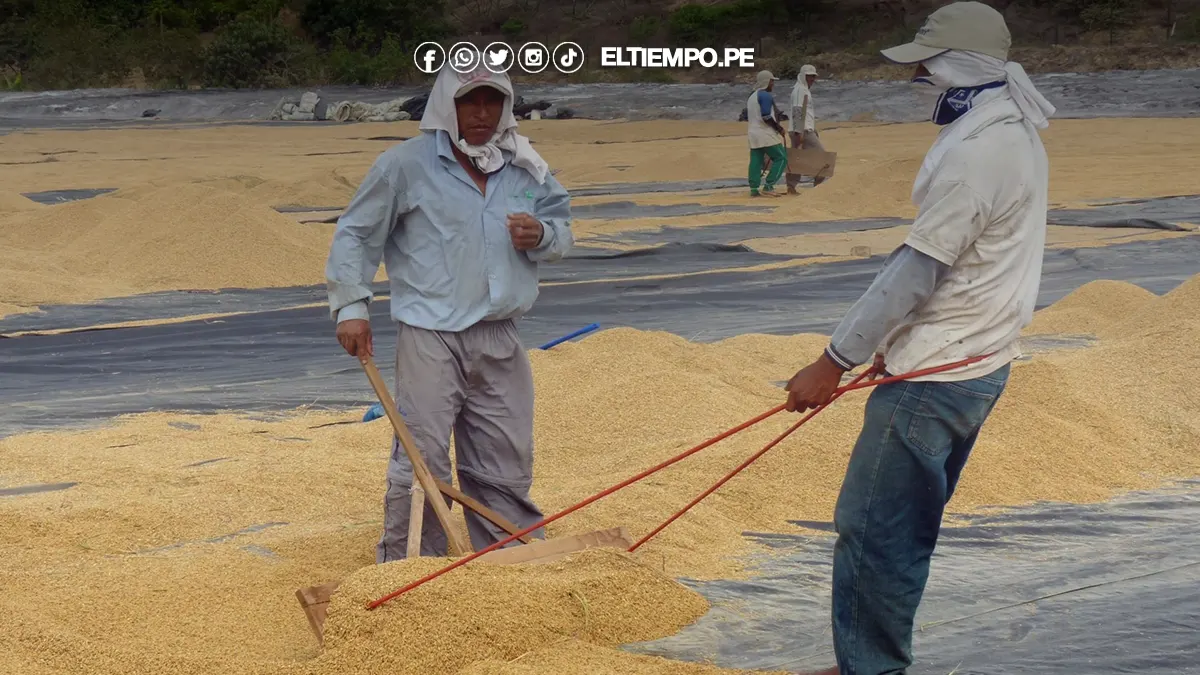 productores de arroz