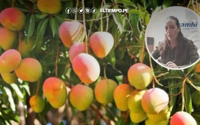 Senamhi prevé temperaturas favorables para campaña de mango en Piura