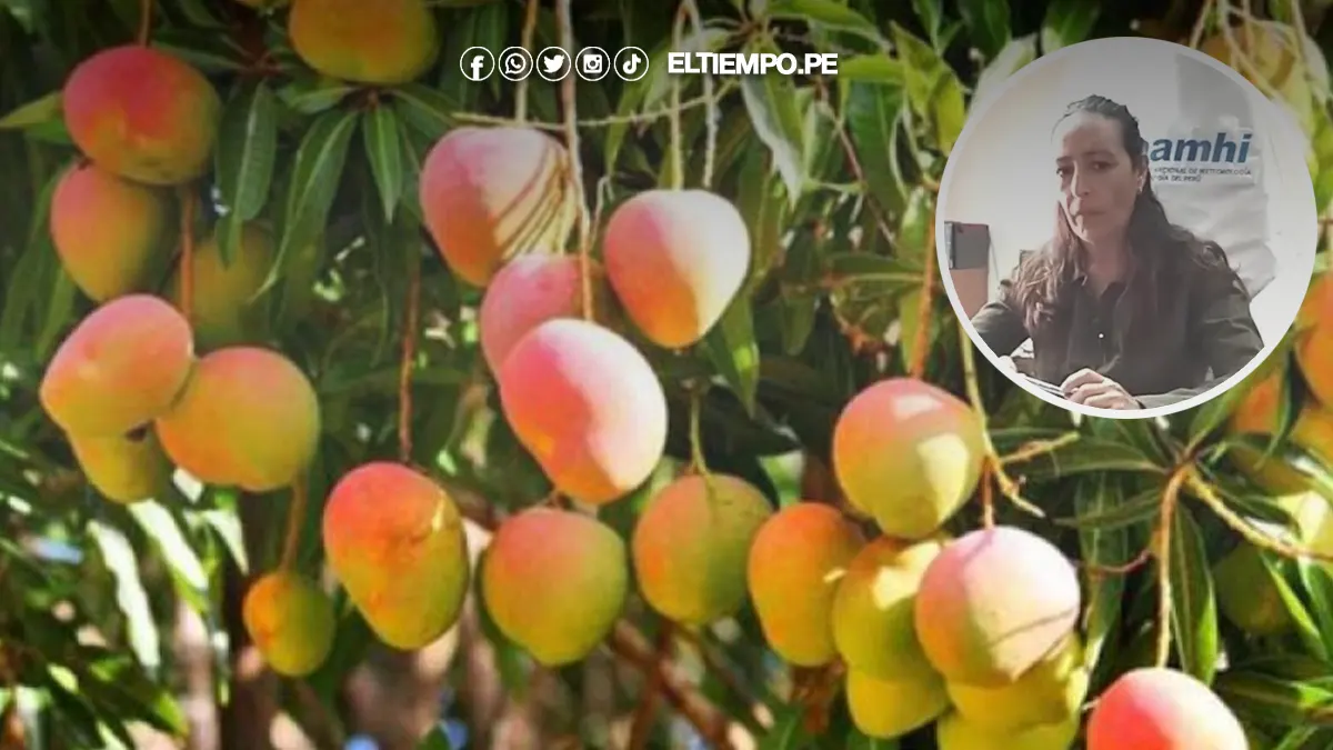 Senamhi sobre campaña de mango