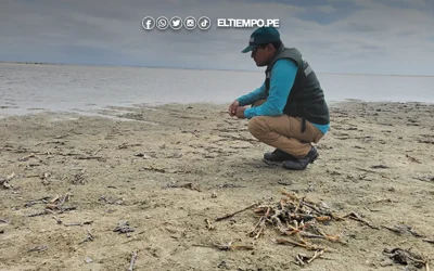 Más de 300 crías de flamenco fueron cazadas ilegalmente en laguna de Sechura, confirma Serfor
