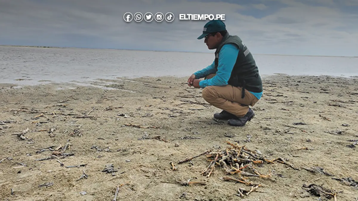 Serfor confirma caza ilegal de crías de flamencos en Sechura