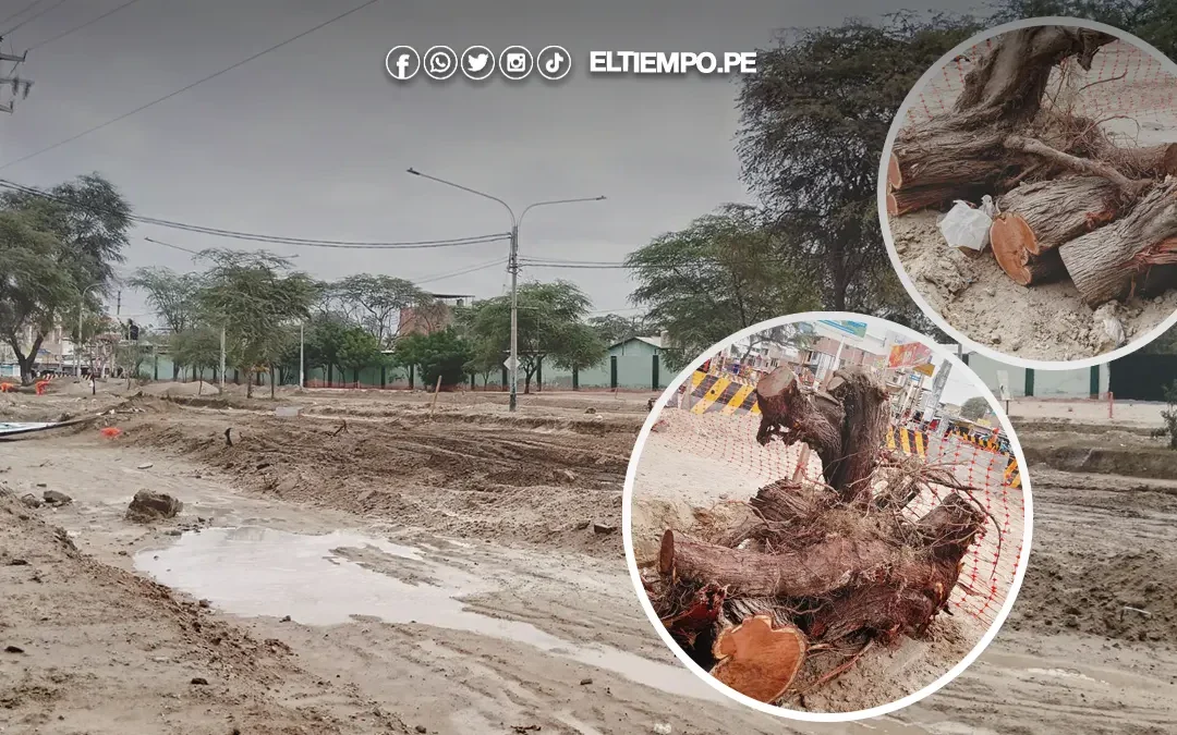 Piuranos protestarán este sábado por tala masiva de árboles en avenida Don Bosco