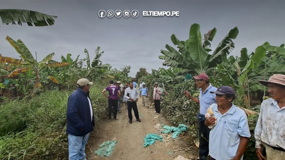 Agricultores de Sullana piden declaratoria de emergencia por hongo Fusarium Agricultores de Sullana piden declaratoria de emergencia por hongo Fusarium