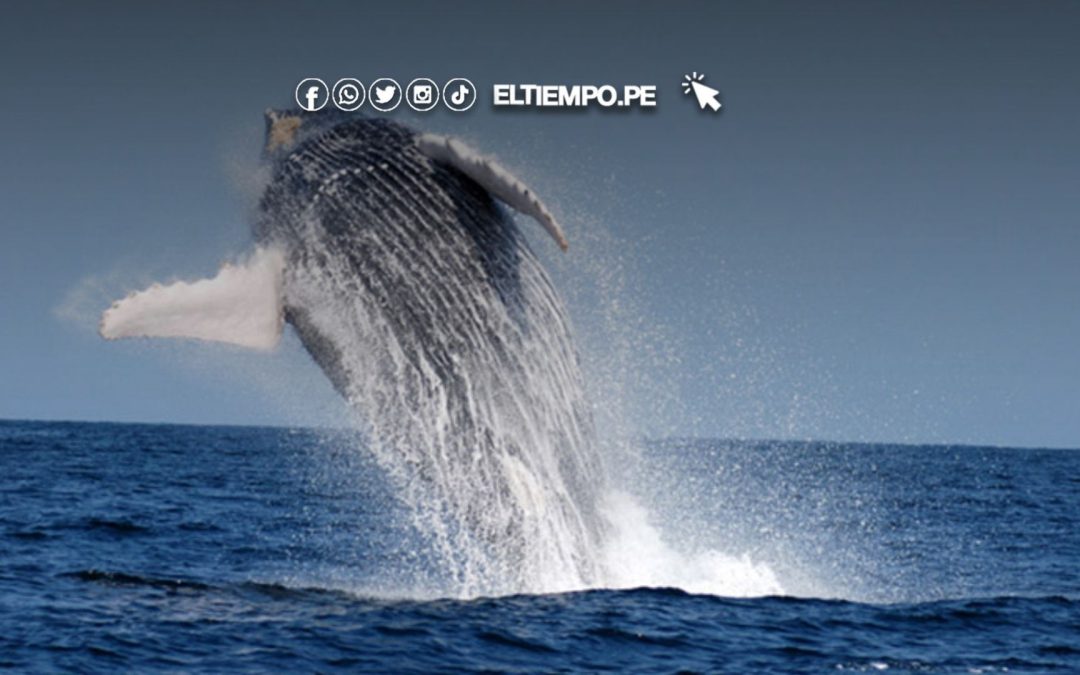 Declaran el distrito de Los Órganos como capital del avistamiento de ballenas en la región Piura