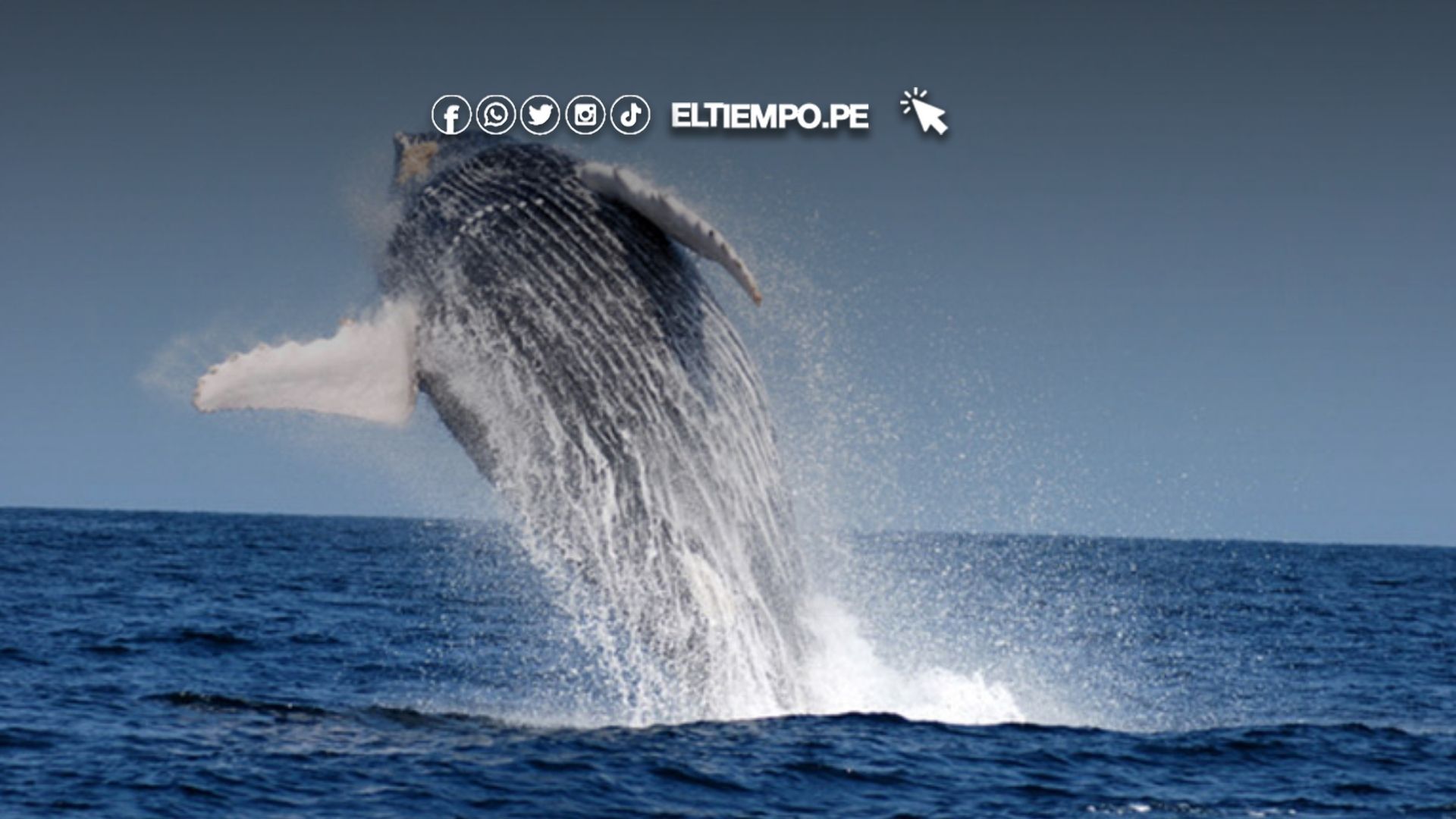 Avistamiento de ballenas en Piura Los Órganos