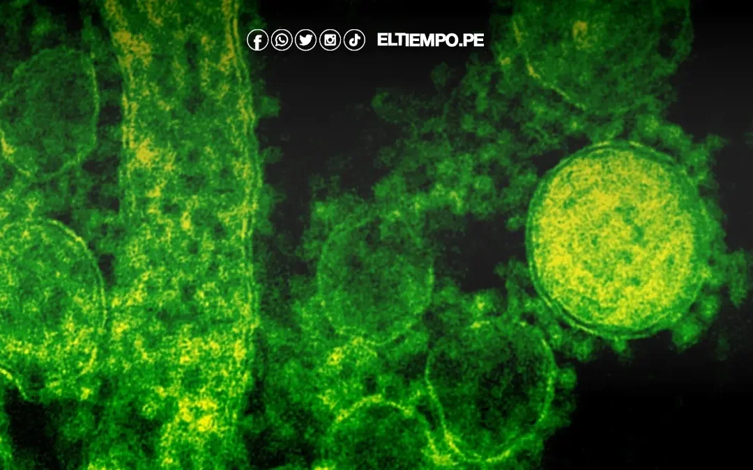 Estados Unidos: al menos 8 muertos por bacteria ‘come carne’ presente en aguas del mar y mariscos crudos