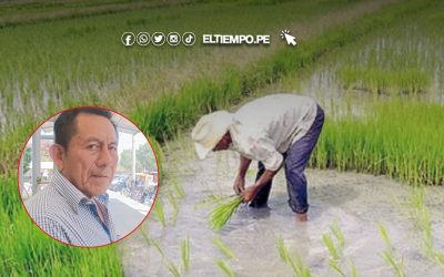 Campaña agrícola avanza con normalidad en Cura Mori