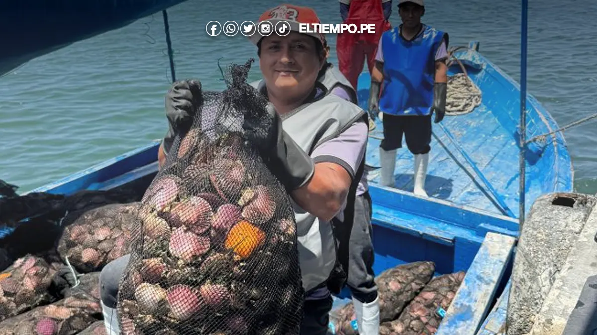 Otorgan más de 32 millones en créditos para reactivar la maricultura en Sechura Otorgan más de 32 millones en créditos para reactivar la maricultura en Sechura