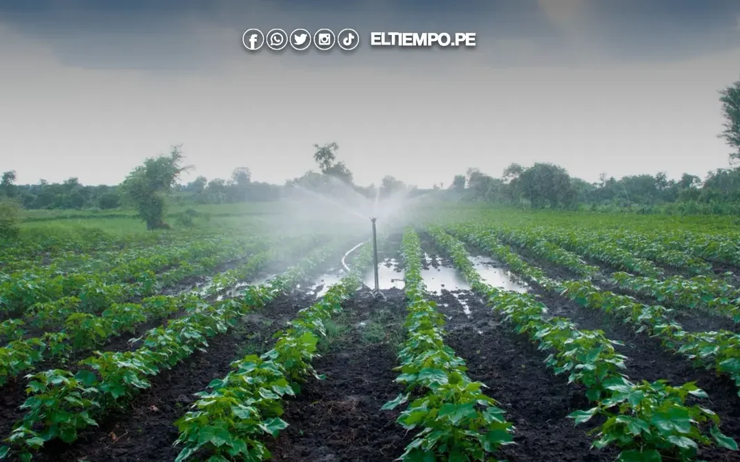 Perú impulsará agroexportaciones con nuevas irrigaciones, apertura de mercados y puertos