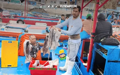 Perú reanuda pesca de pota desde el 25 de agosto tras veda técnica