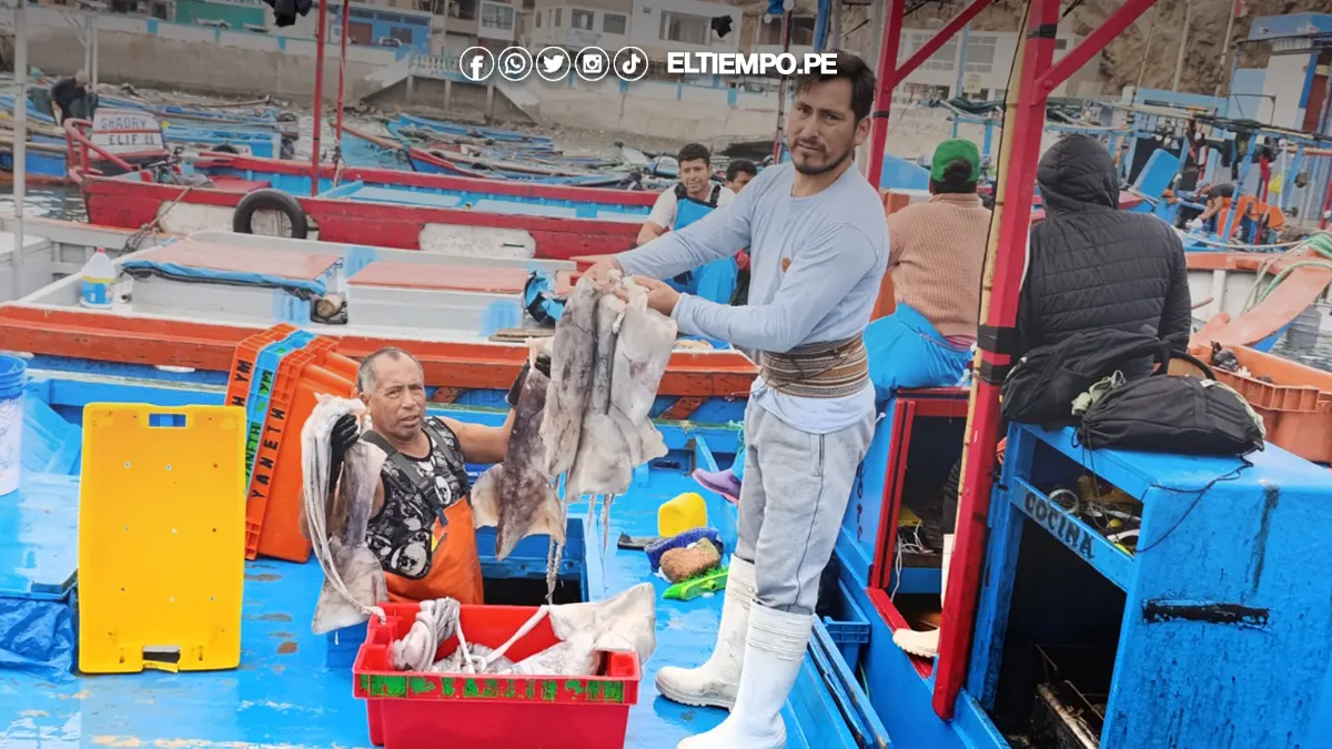 Perú reanuda pesca de pota desde el 25 de agosto tras veda técnica Perú reanuda pesca de pota desde el 25 de agosto tras veda técnica