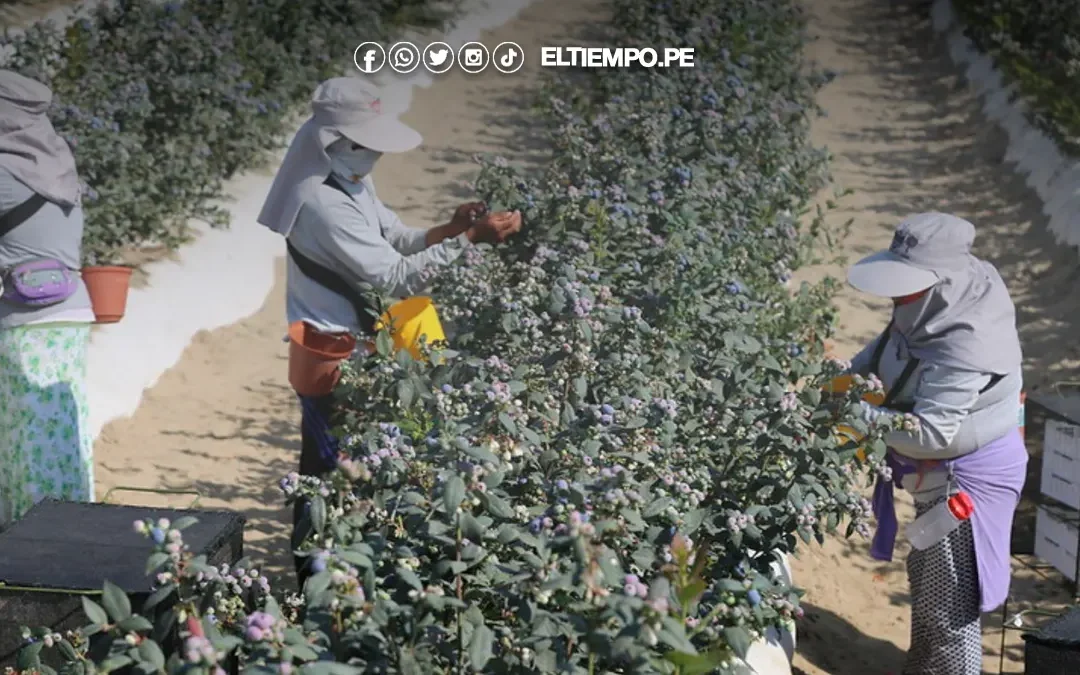 Perú superaría a Chile este 2025 en agroexportaciones, según Midagri