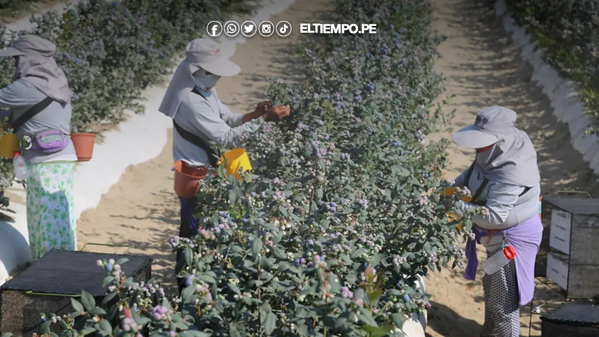 Perú superaría a Chile este 2025 en agroexportaciones, según Midagri