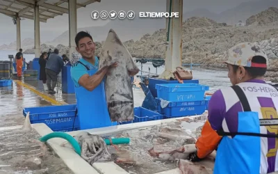 Denuncian concertación de precios de la pota