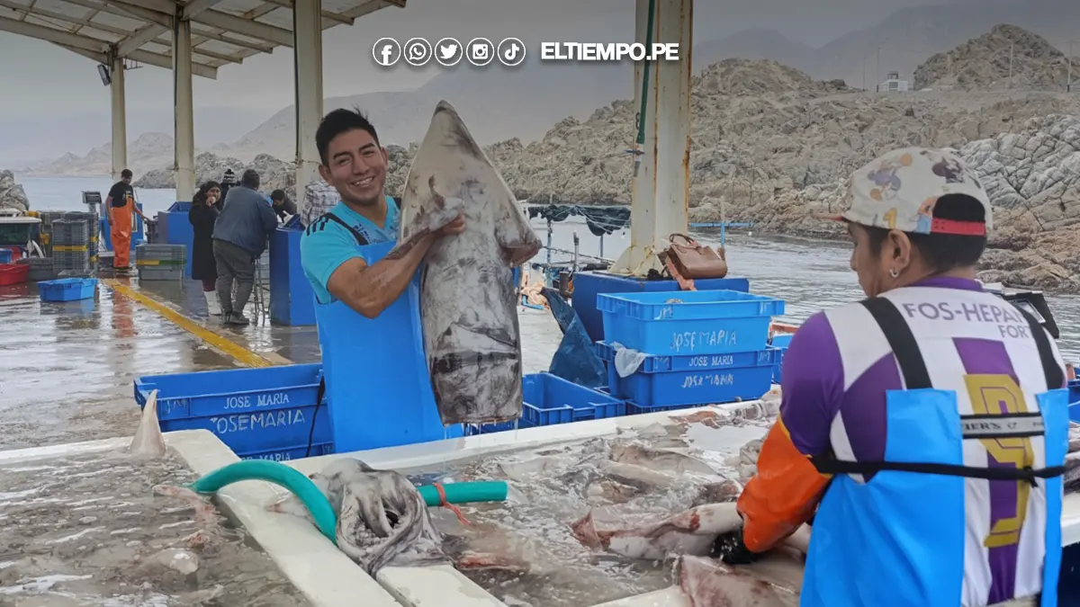 Pesca de pota en Perú se reanudará el 25 de agosto, anuncia Produce