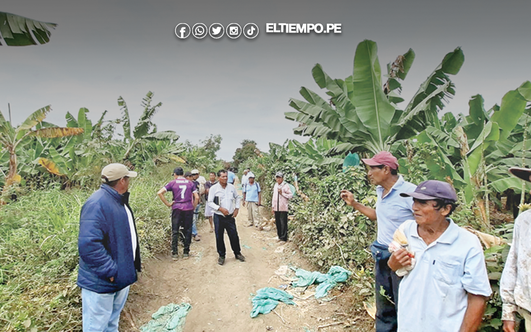 Piura: Plaga daña plantas de banano en Chalacalá Baja
