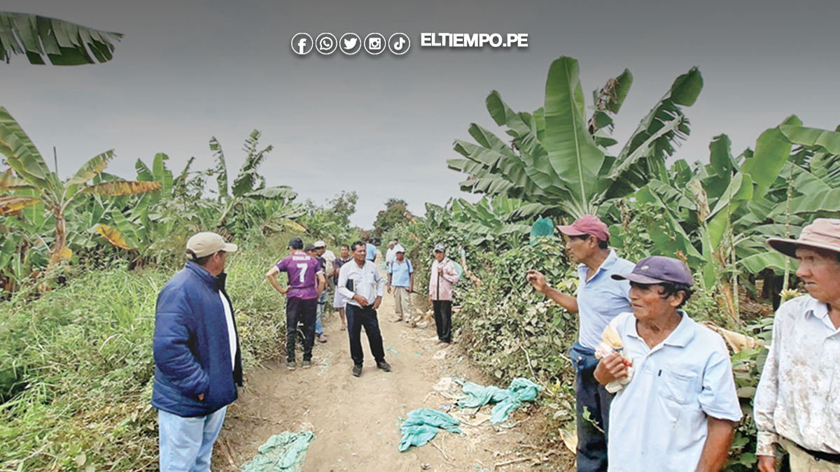 Plaga daña plantas de banano en Chalacalá Baja Plaga daña plantas de banano en Chalacalá Baja