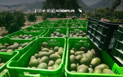 Productos agrarios del Perú continúan ganando demanda en mercados internacionales debido a su calidad