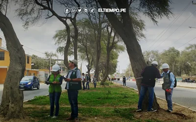 Alerta por tala de árboles en Piura: Serfor exige reducir daños ambientales en ejecución de obras públicas