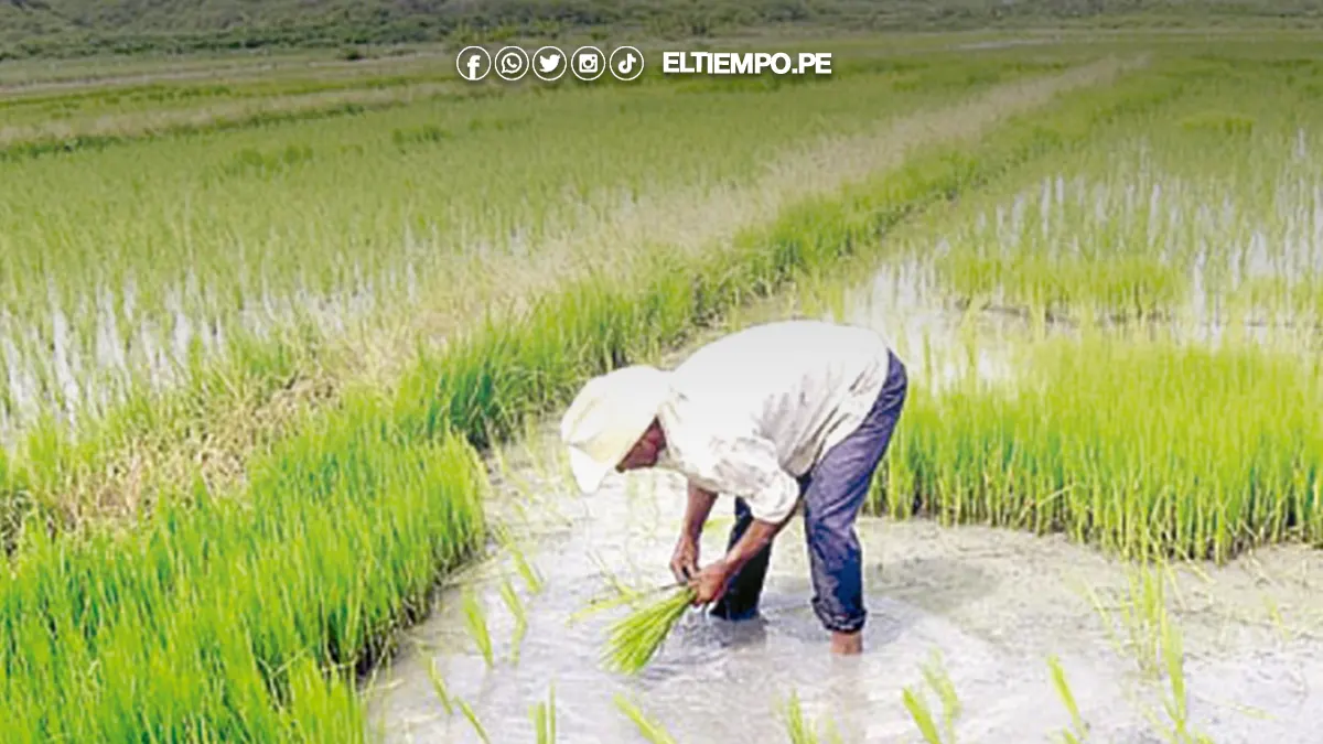 Campaña chica de arroz avanza al 85% en el Valle del Chira Campaña chica de arroz avanza al 85% en el Valle del Chira