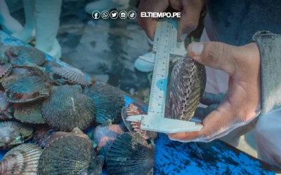 Piura invierte S/ 2.7 millones en proyectos acuícolas para impulsar cultivo de concha de abanico en Sechura