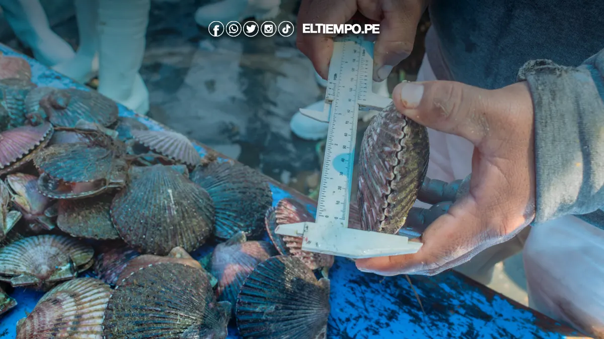 Concha de abanico 2 Concha de abanico 2