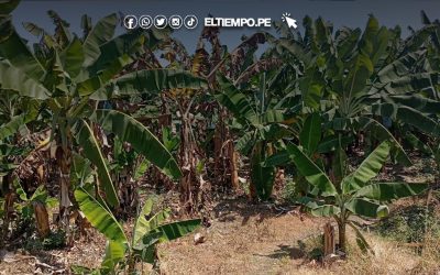 Sullana: Piden salvar banano del hongo Fusarium